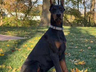 Doberman Pinscher dogs Selene - Ad 24
