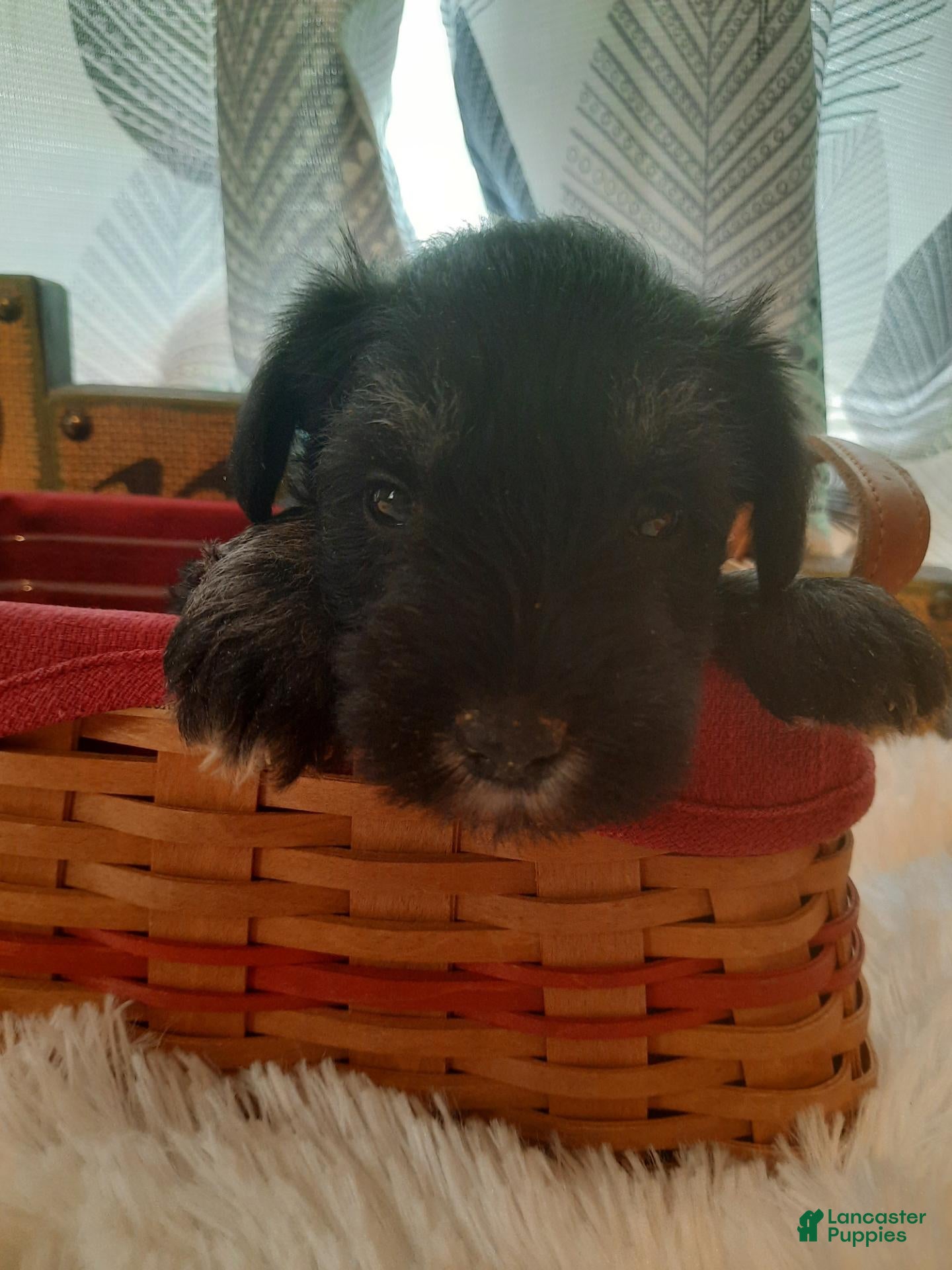 Miniature Schnauzer dogs AKC Hot Rod - Ad 2