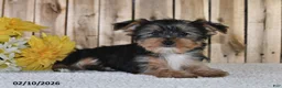 Yorkshire Terrier dogs for sale: Jordan - Ad 1