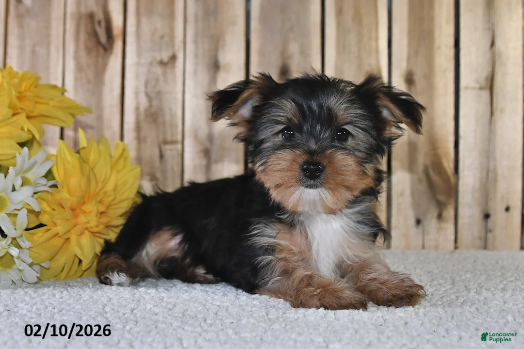 Yorkshire Terrier dogs for sale: Jordan - Ad 1