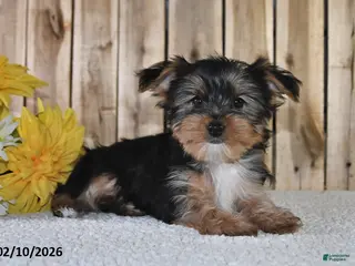 Yorkshire Terrier dogs Jordan - Ad 32