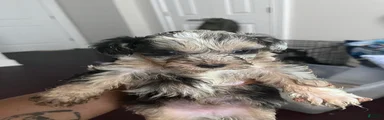 Mixed Breed 5