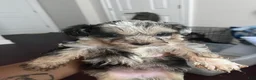 Mixed Breed dogs for sale: Mixed Breed 5 - Ad 1