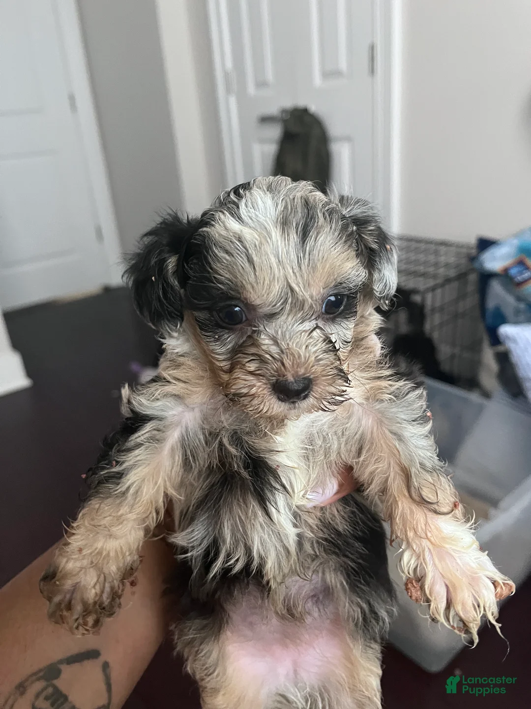 Mixed Breed dogs for sale: Mixed Breed 5 - Ad 1