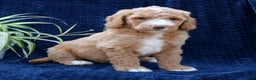 Goldendoodle dogs for sale: Tyson  - Ad 2