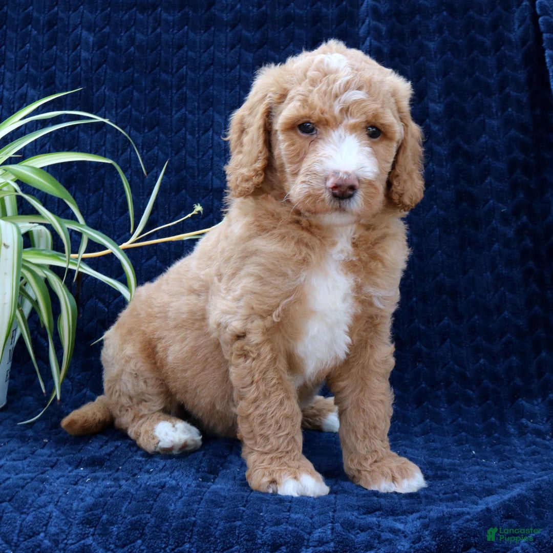 Goldendoodle dogs for sale: Tyson  - Ad 2