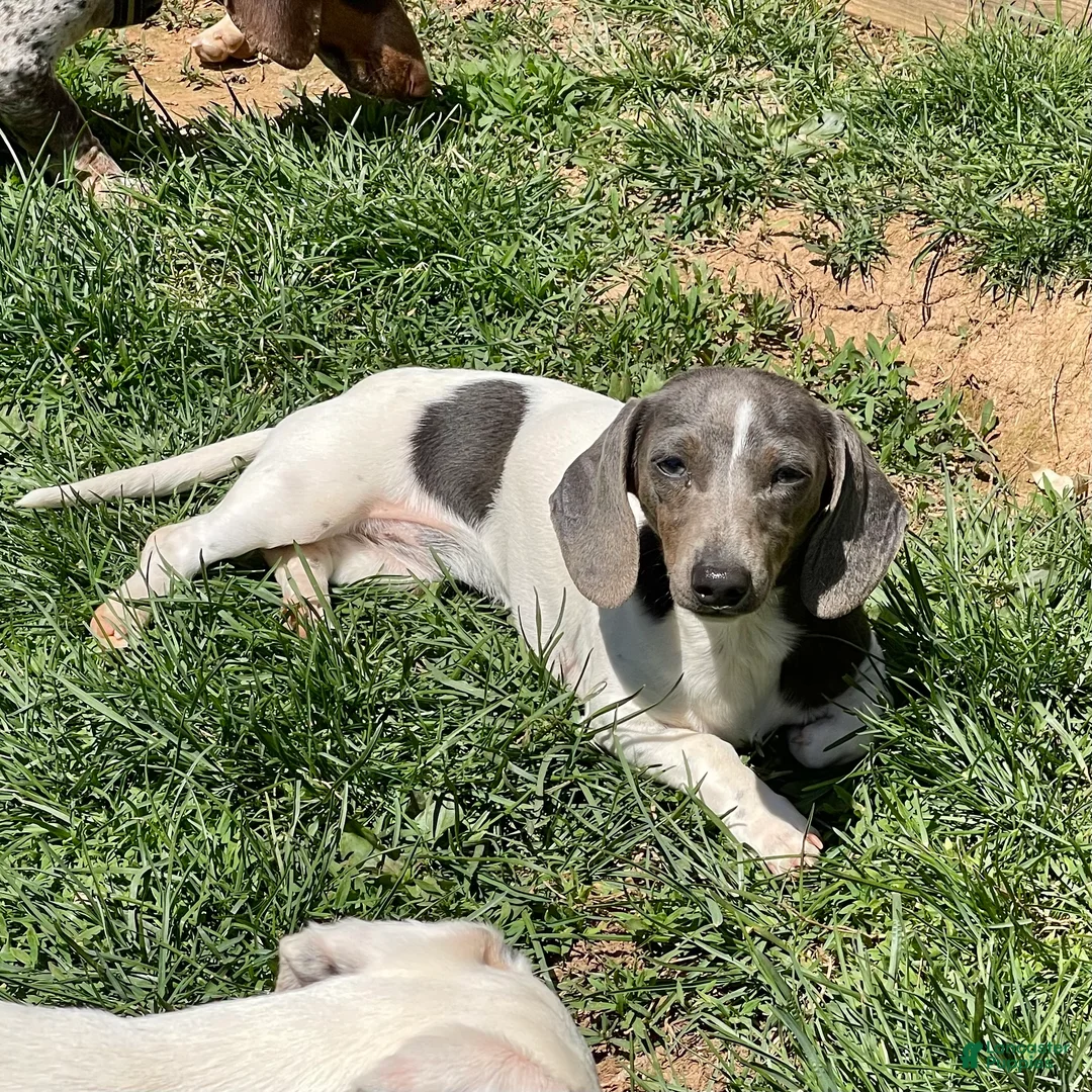 Dachshund dogs for sale: Nori - Ad 6