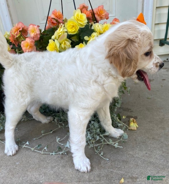 Mini Goldendoodle dogs Sunshine - Ad 2