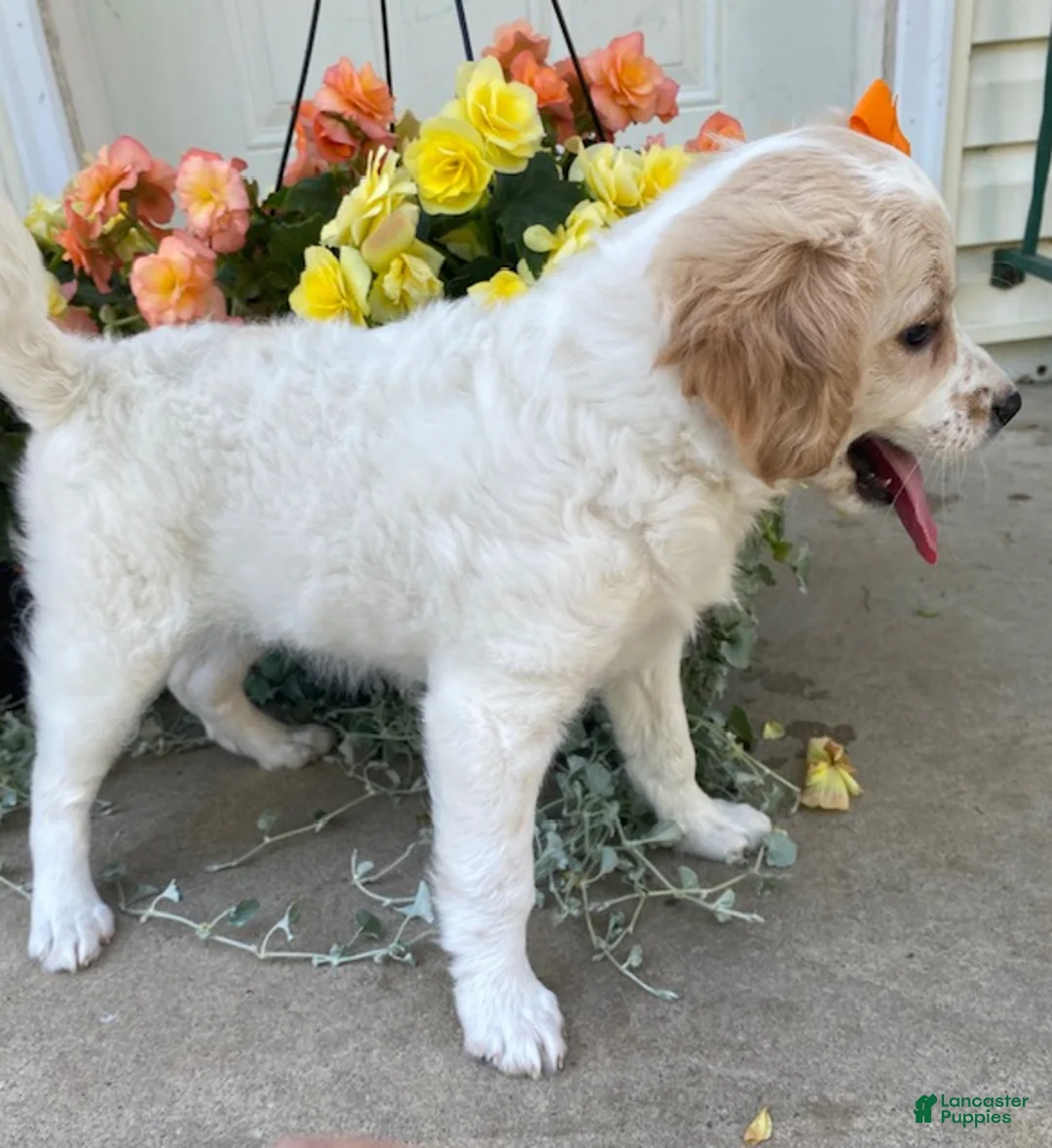 Mini Goldendoodle dogs for sale: Sunshine - Ad 2