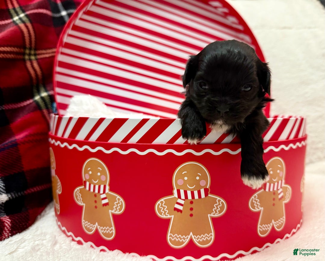 Shihpoo dogs for sale: Luna - Ad 12
