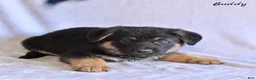 German Shepherd dogs for sale: Buddy - Ad 3
