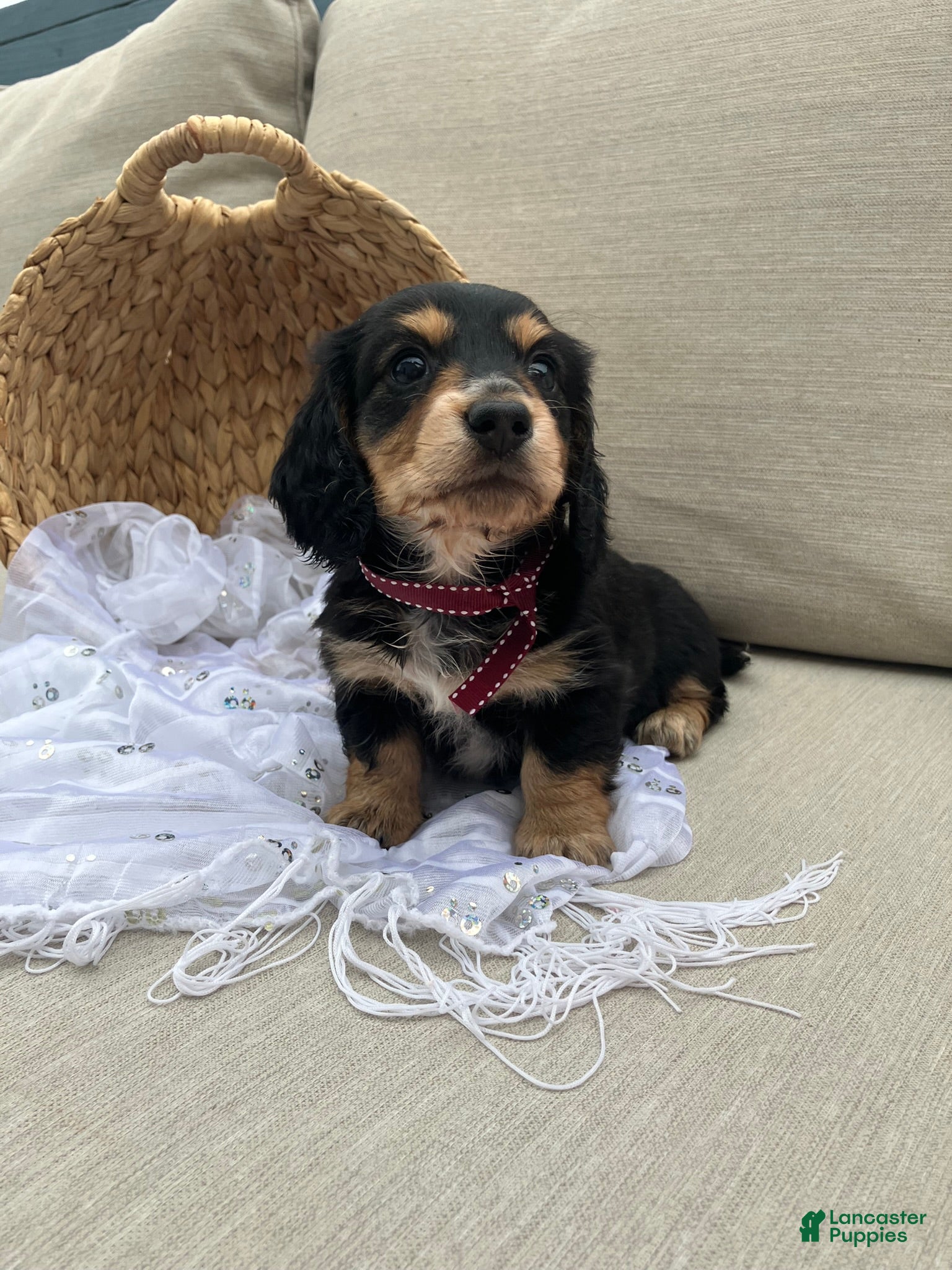 Miniature Dachshund dogs for sale: Isabella - Ad 3