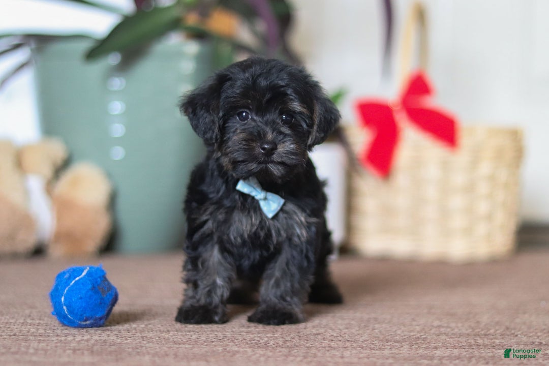 Yorkiepoo dogs for sale: Jason - Ad 1