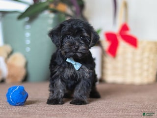 Yorkiepoo dogs Jason - Ad 20