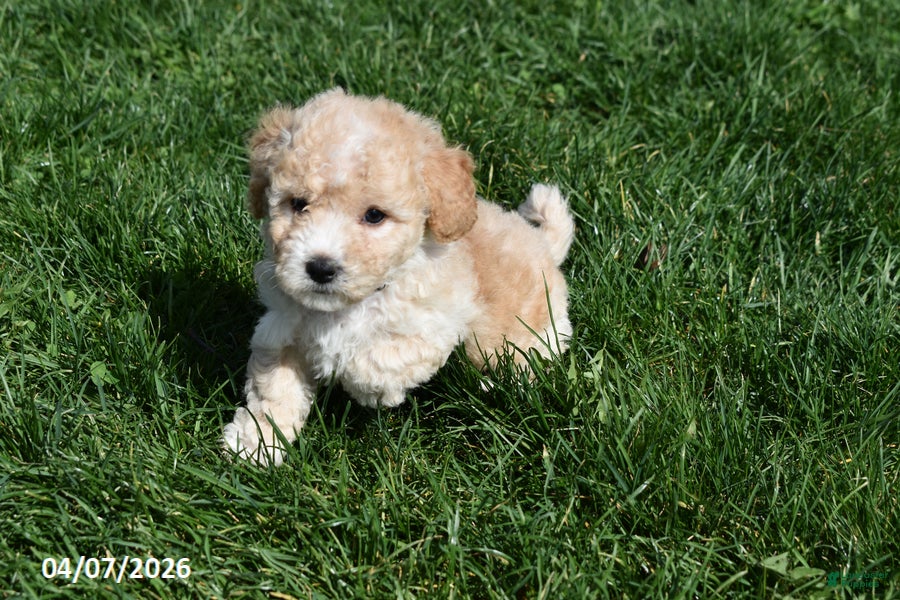 Bichpoo dogs Brady - Ad 2