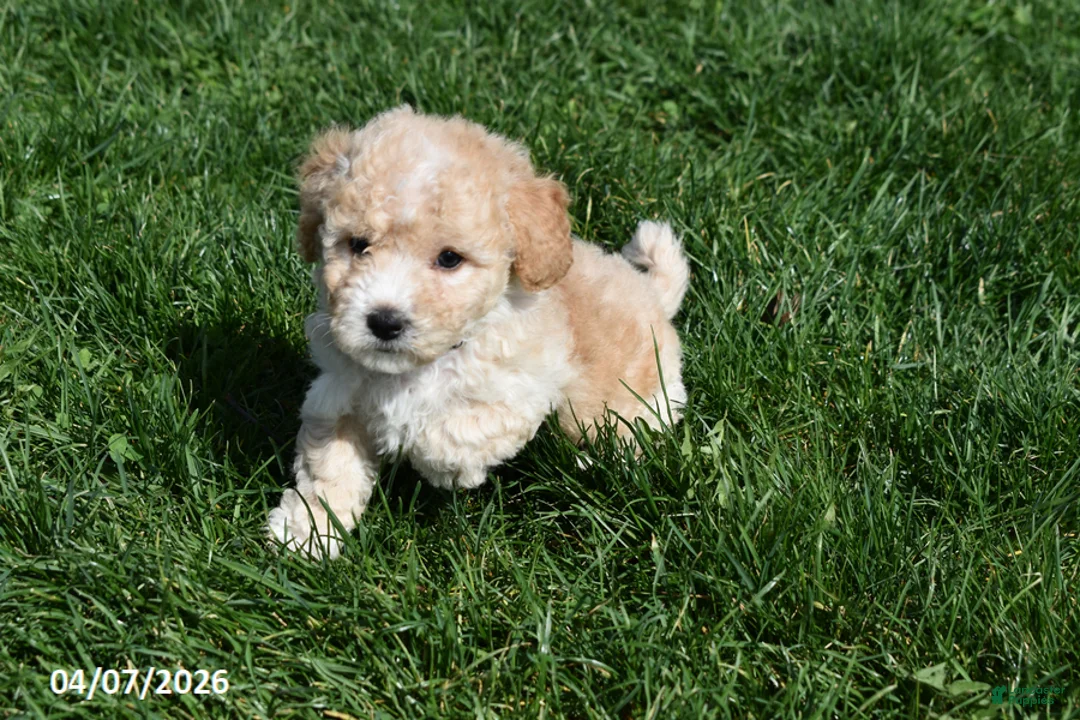 Bichpoo dogs for sale: Brady - Ad 2