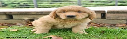 Labrador Retriever dogs for sale: Rosie - Ad 3