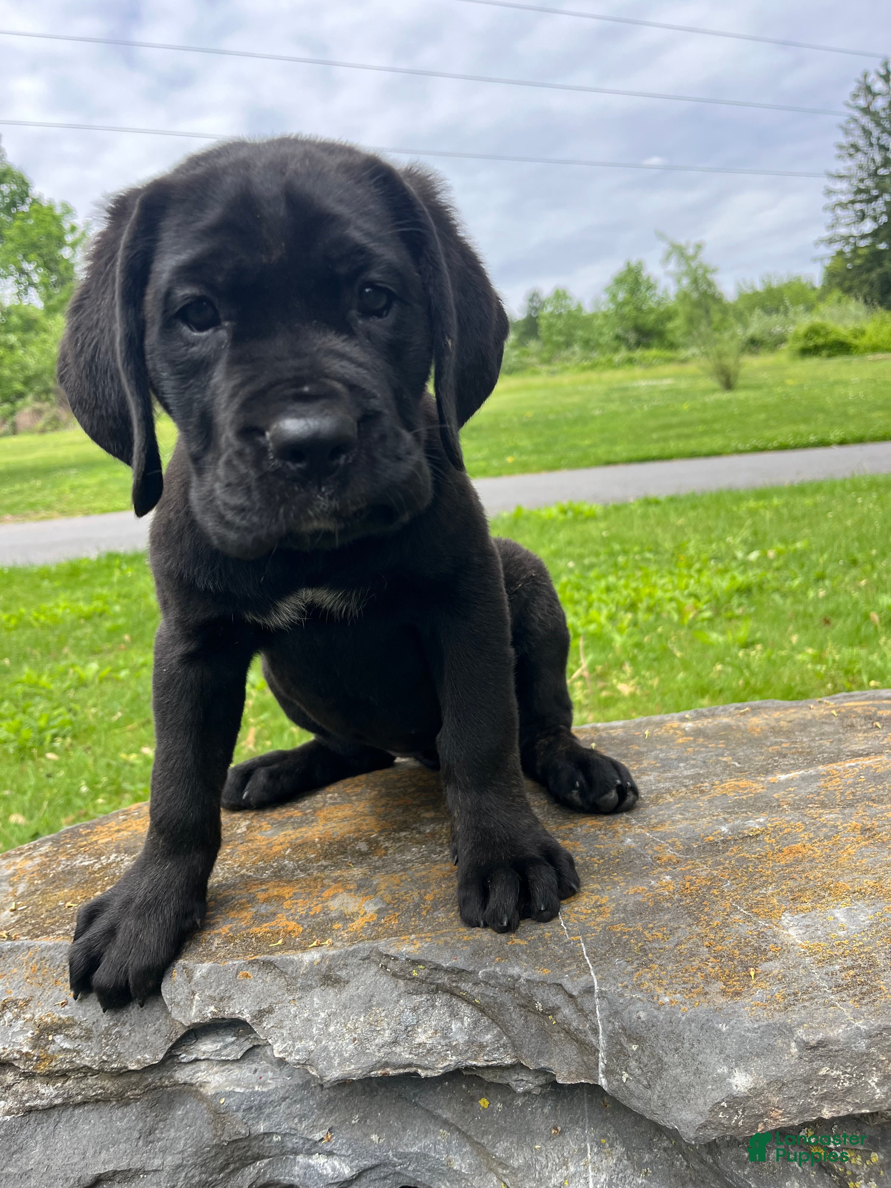 Cane Corso dogs Stella - Ad 1