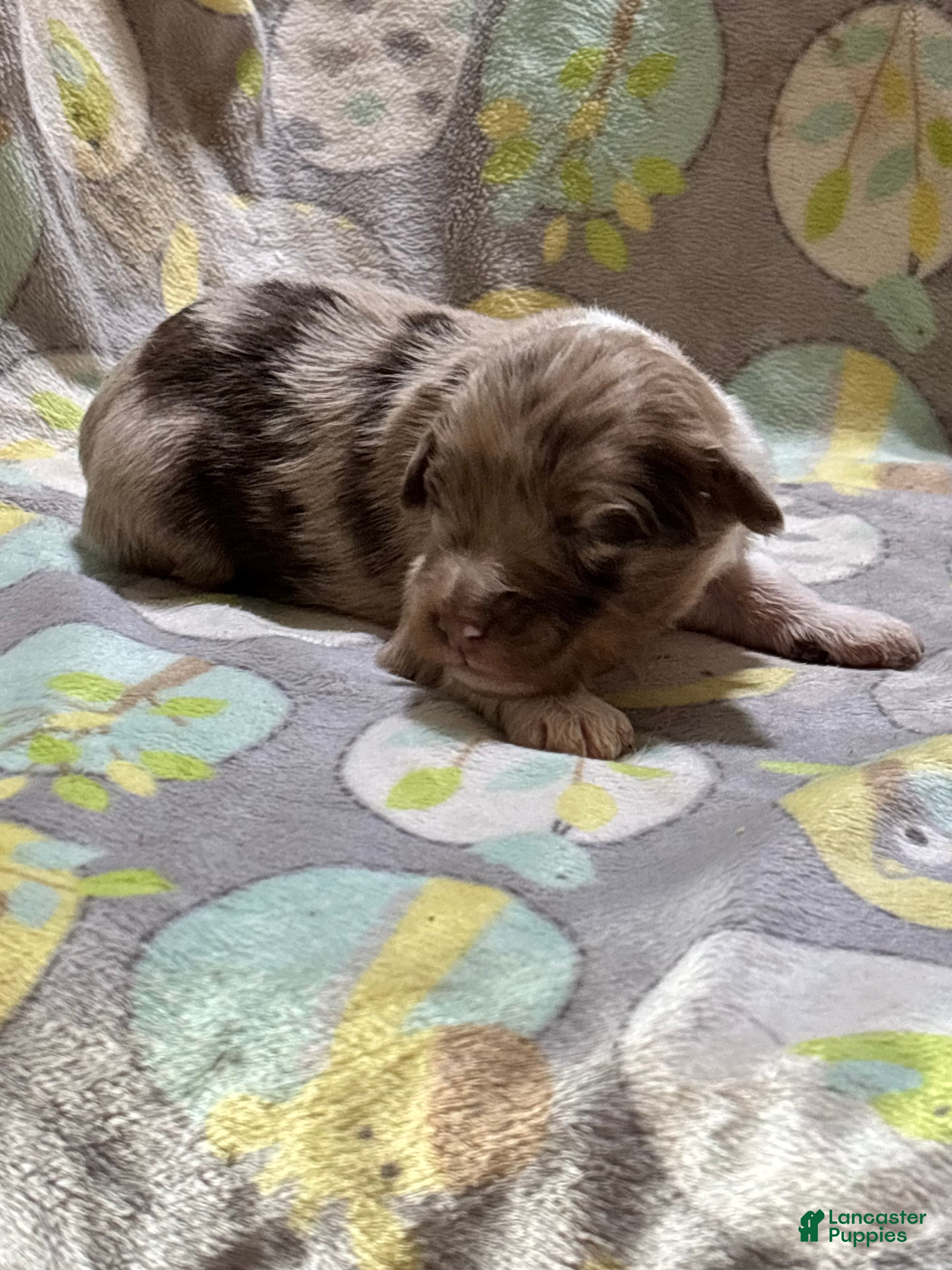 Mini Aussiedoodle dogs Truffles - Ad 1