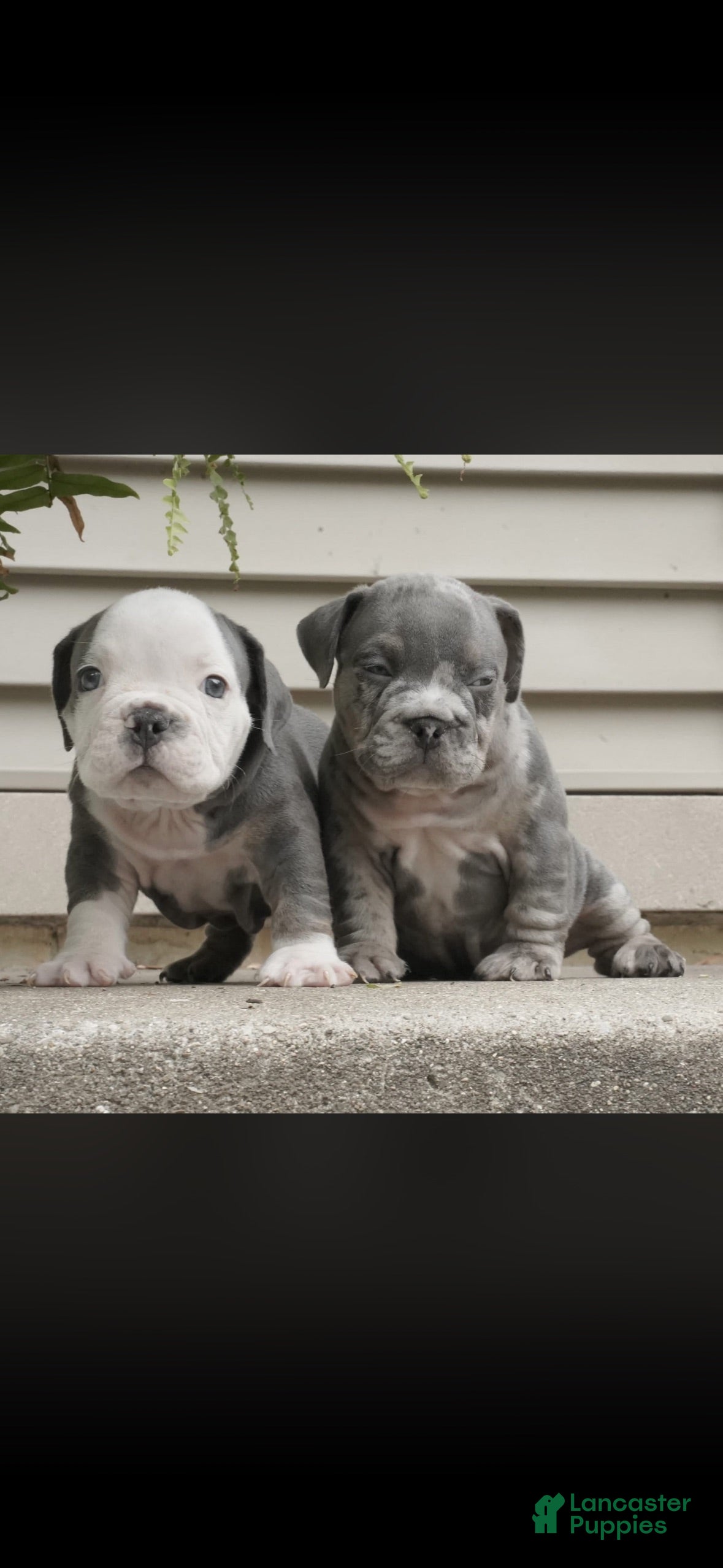 Merle and Lilac