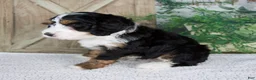 Mini Bernedoodle dogs for sale: Tyler - Ad 4