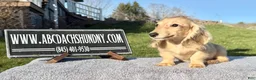 Miniature Dachshund dogs for sale: Miniature Dachshund Puppy 2 - Ad 7