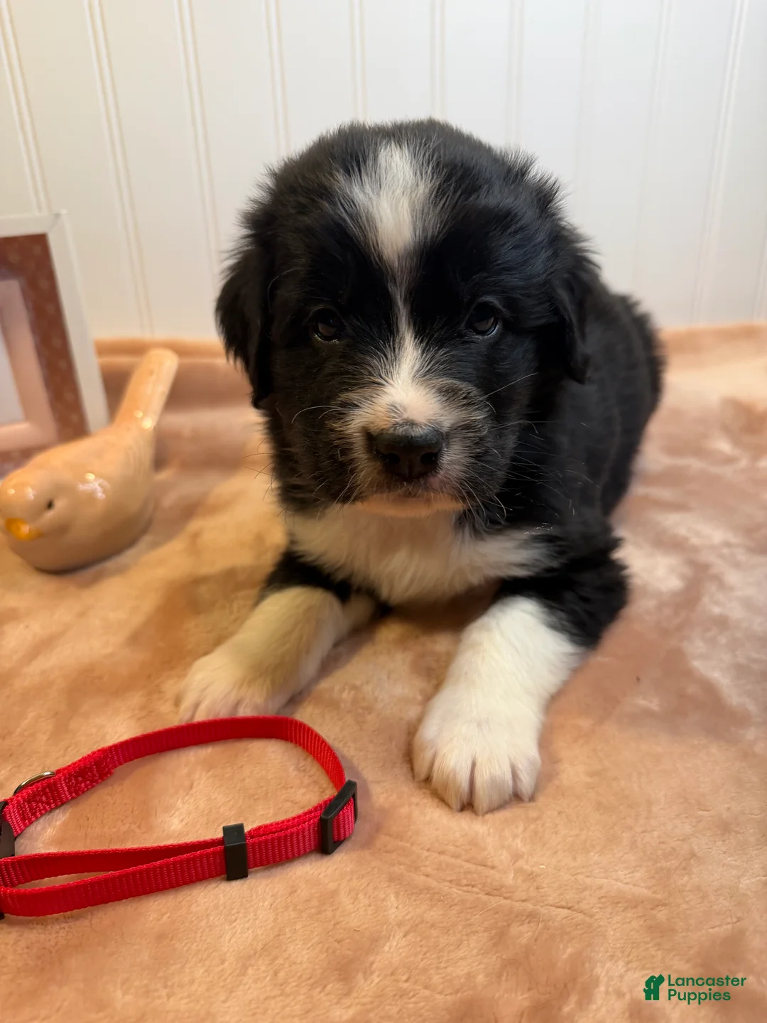 Mixed Breed dogs for sale: Mixed Breed Puppy 7 - Ad 1