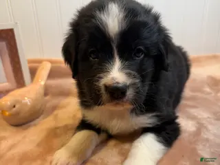 Mixed Breed dogs Mixed Breed Puppy 7 - Ad 14