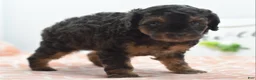 Toy Poodle dogs for sale: Shadow  - Ad 6