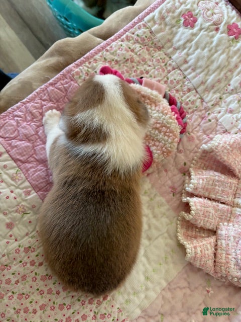 Welsh Corgi Pembroke dogs Welsh Corgi Pembroke Puppy 5 - Ad 2