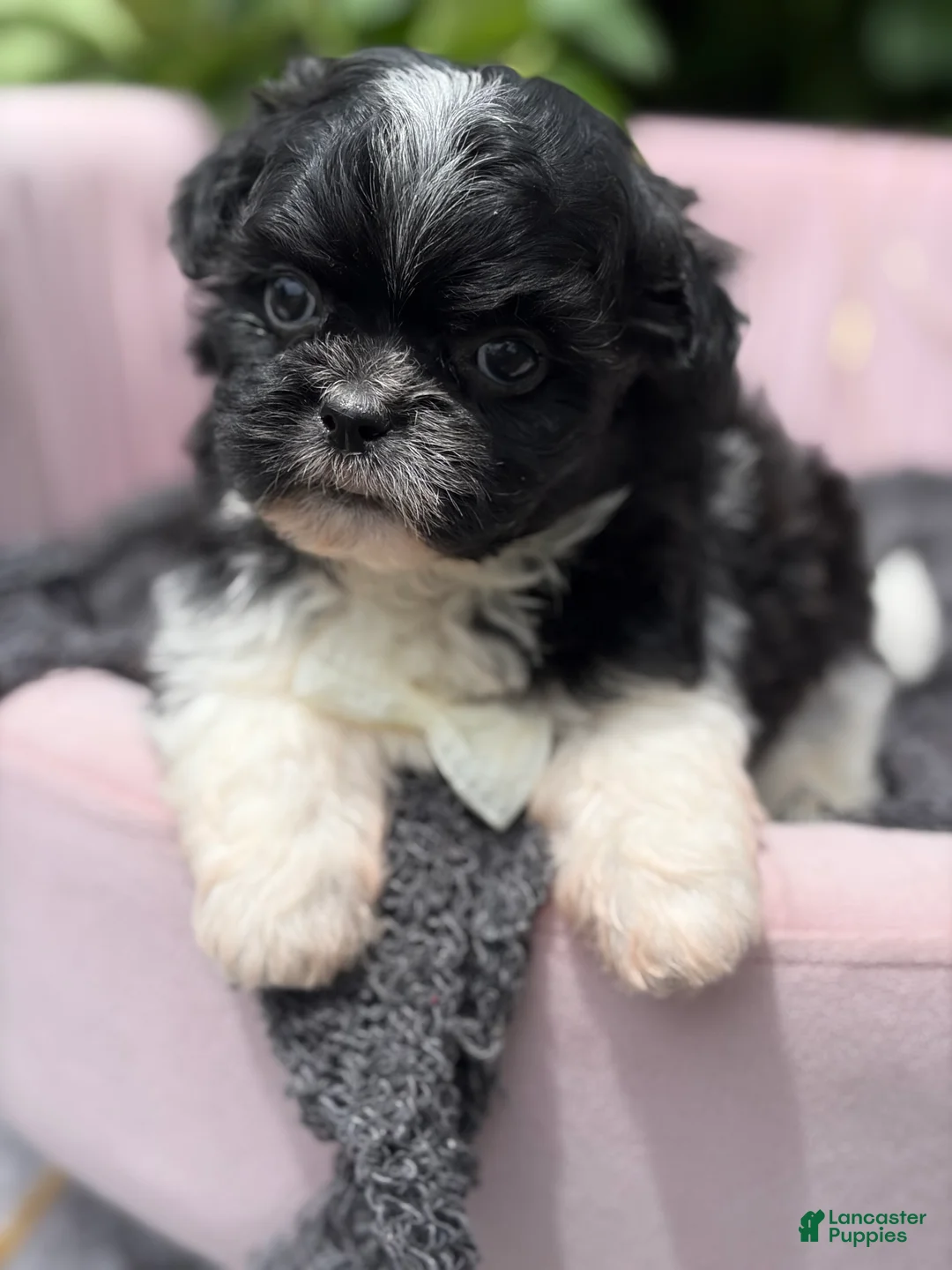 Malshi dogs for sale: Harlow - Ad 2