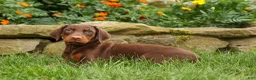 Doberman Pinscher dogs for sale: DASHER - Ad 5