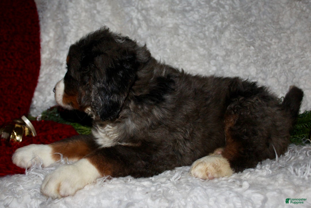 Bernedoodle dogs for sale: Jimmy - Ad 6