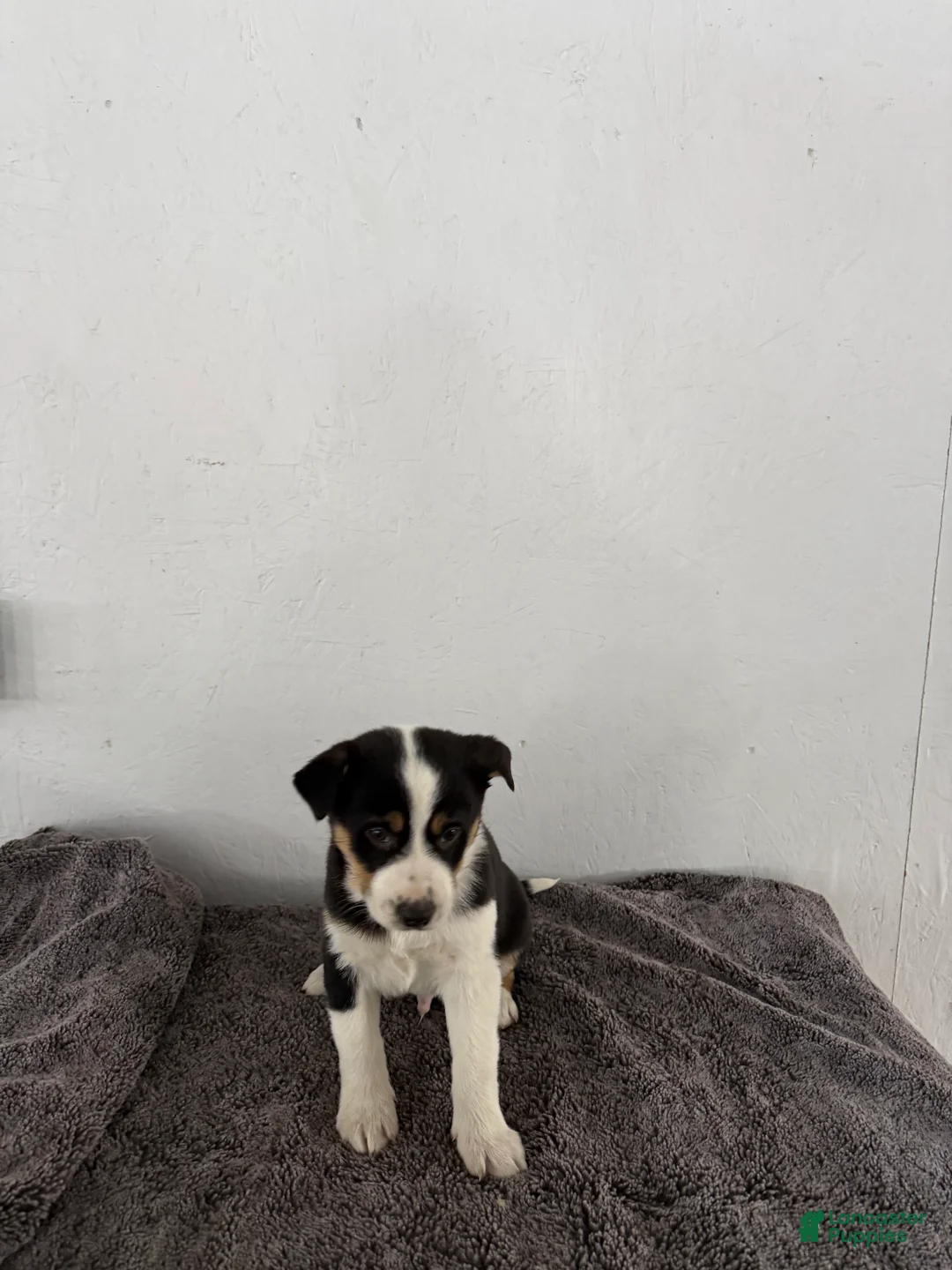 Mixed Breed dogs for sale: Buster - Ad 2