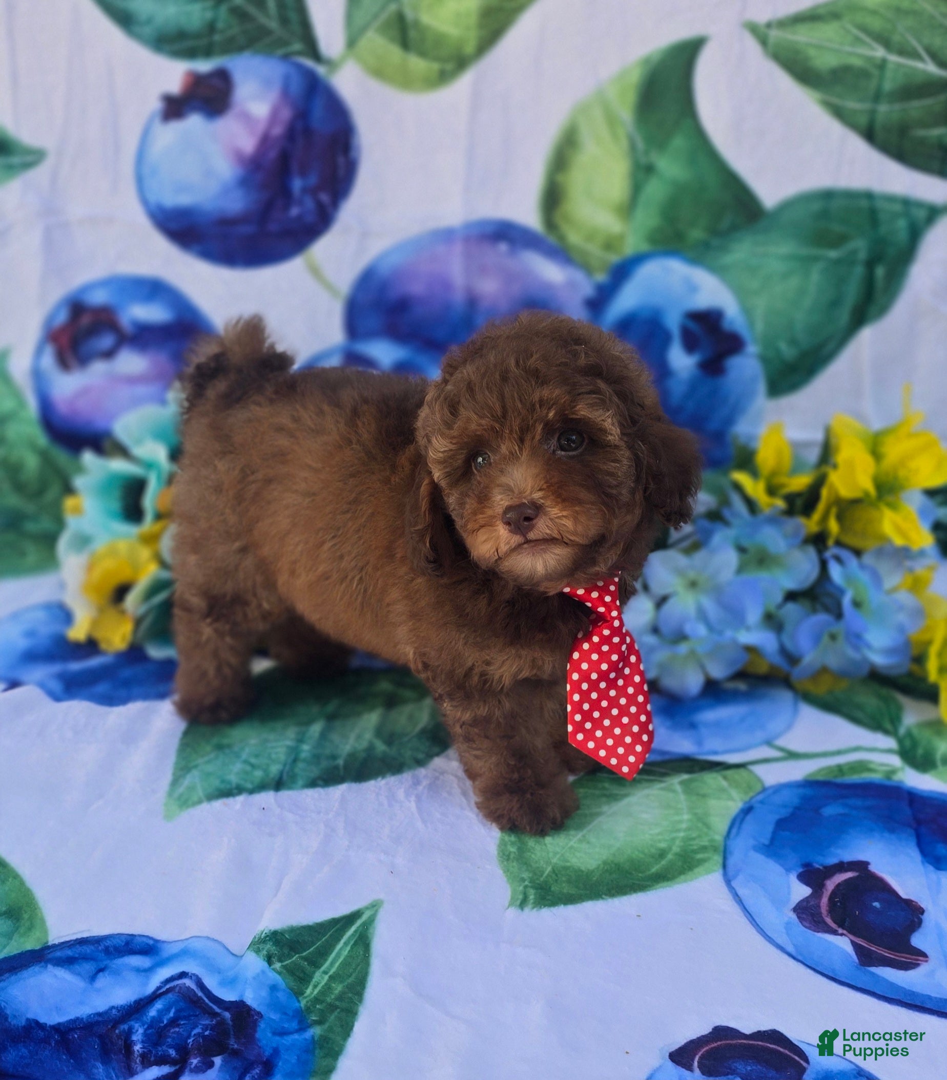 Mixed Breed dogs Jack - Ad 1
