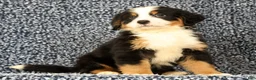 Bernese Mountain Dog dogs for sale: Chase - Ad 9
