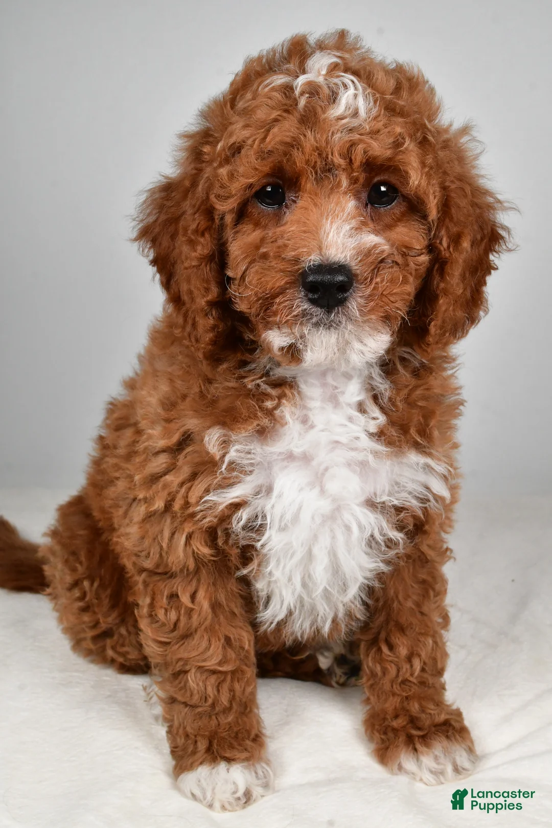 Mini Goldendoodle dogs for sale: Parker - Ad 2