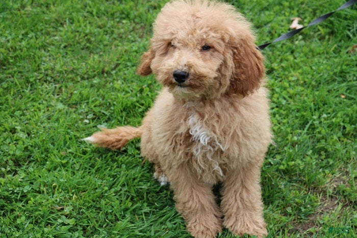 Mini Bernedoodle dogs Mini Bernedoodle 2 - Ad 2