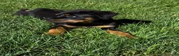 Rottweiler dogs for sale: Rottweiler 1 - Ad 3