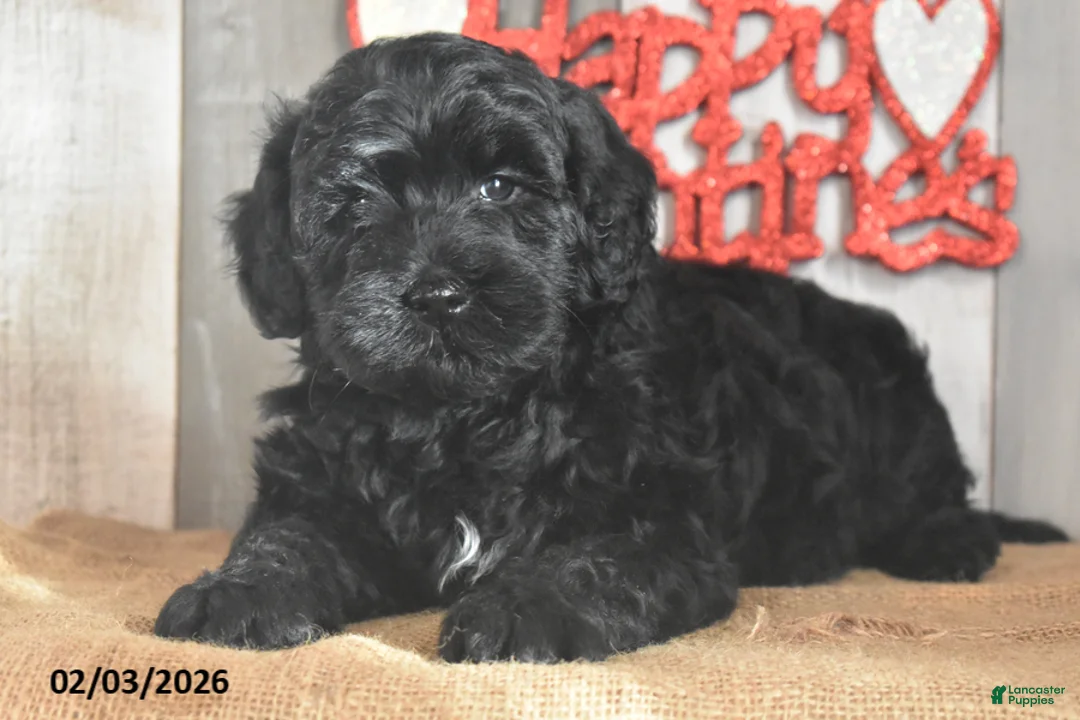 Goldendoodle dogs for sale: Jemima - Ad 6