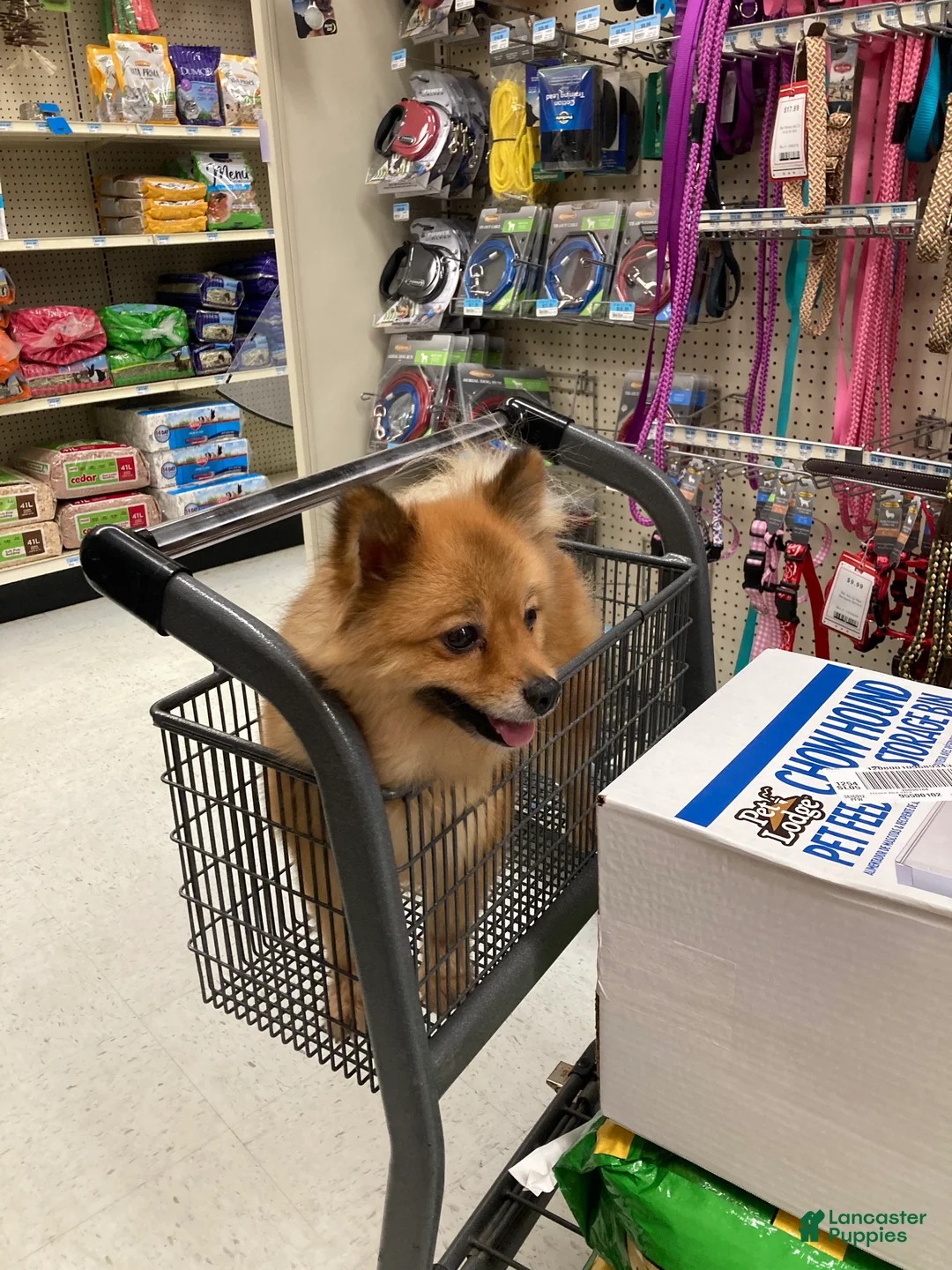 Pomeranian dogs for sale: Pomeranian Puppy 1 - Ad 3