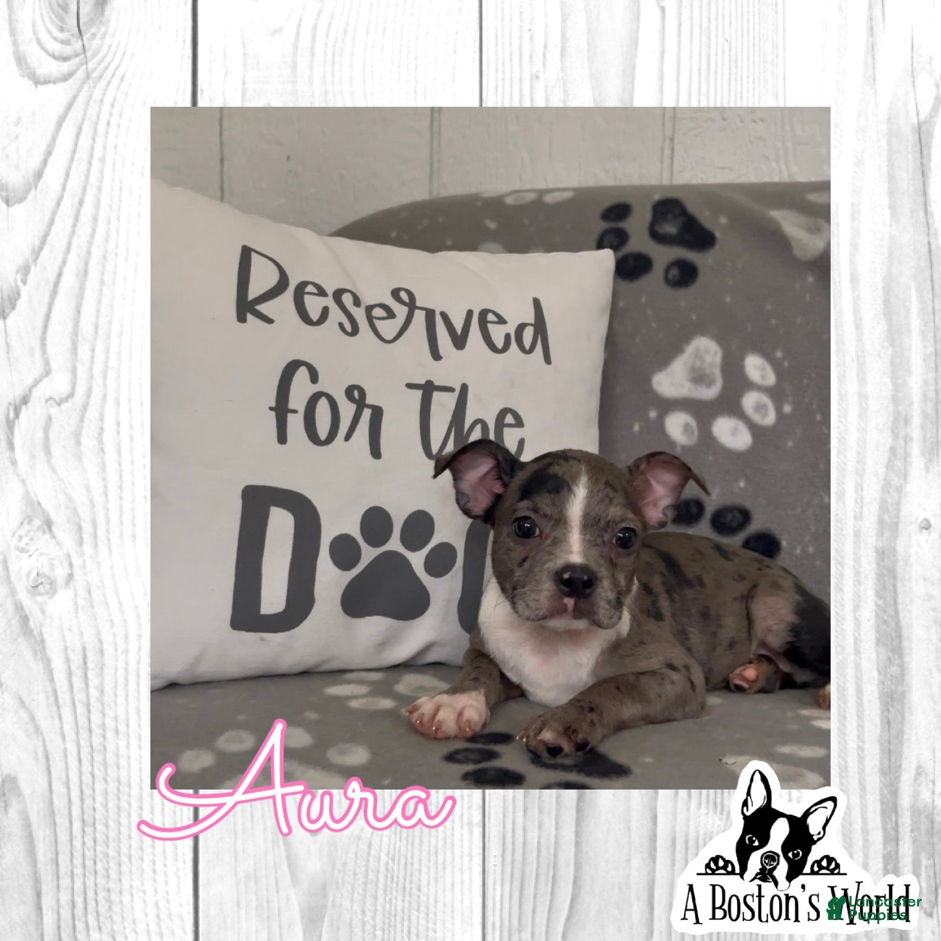 Boston Terrier dogs Aura - Ad 1