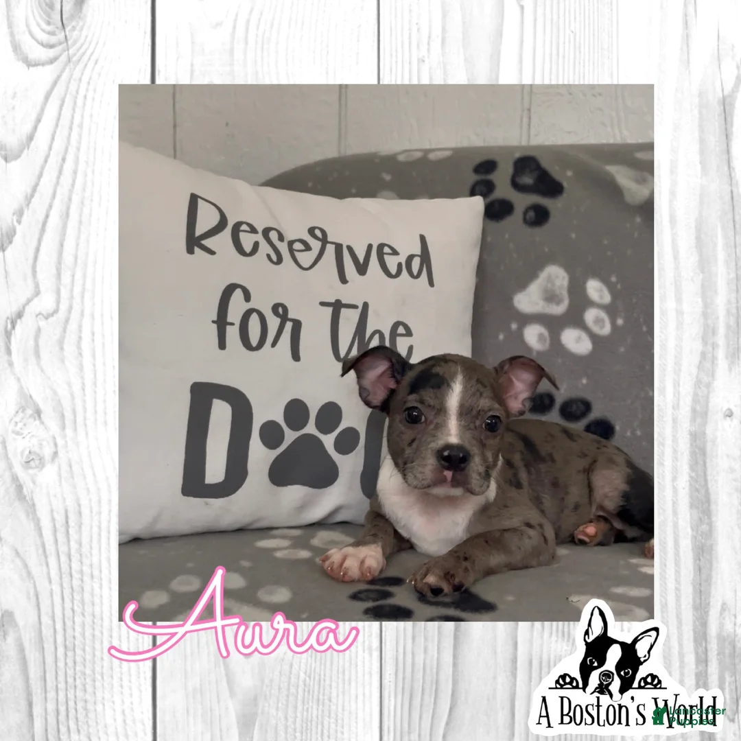 Boston Terrier dogs for sale: Aura - Ad 1