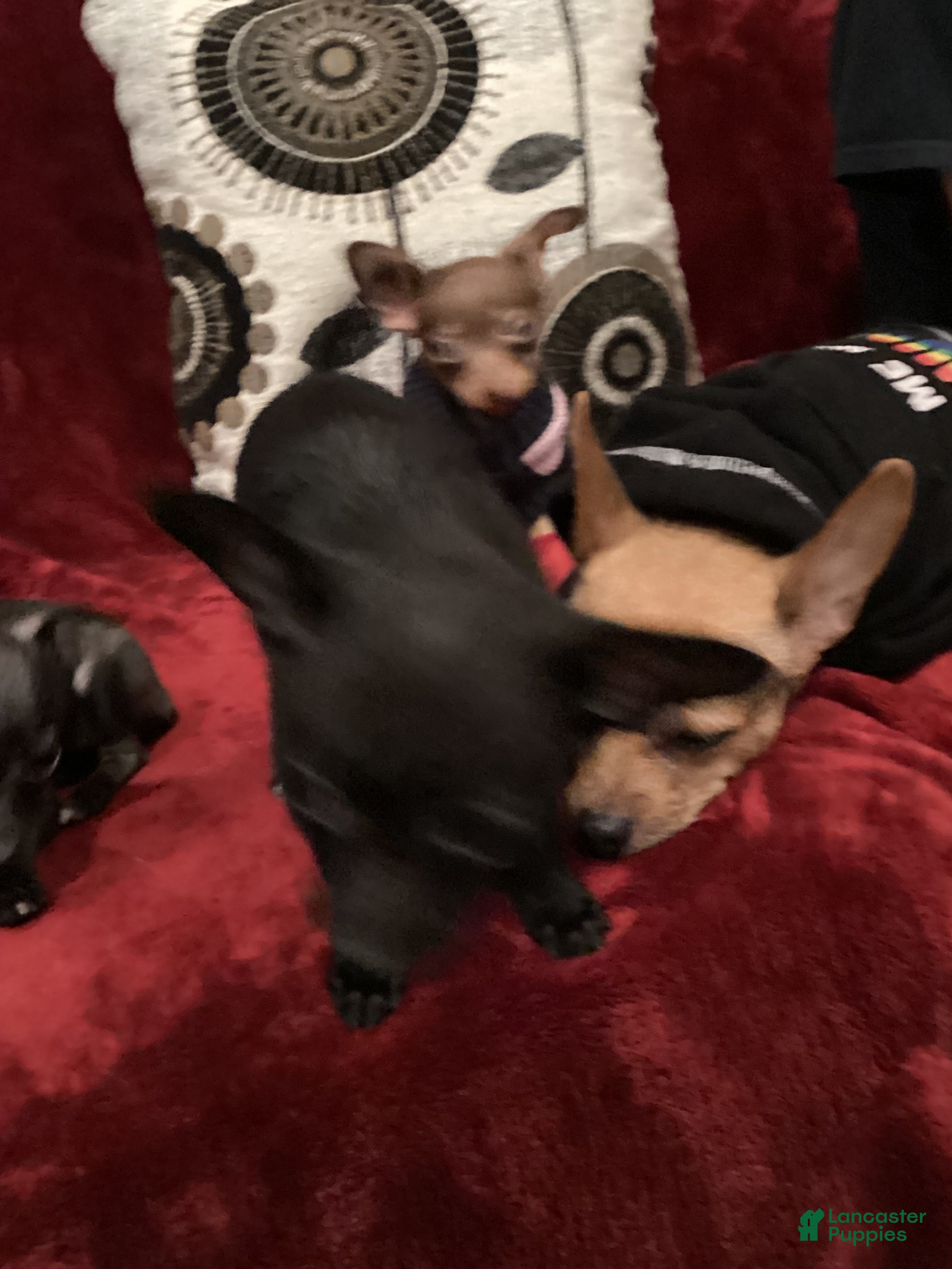 Chihuahua dogs Chill Bill - Ad 1