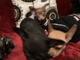 Chihuahua dogs for sale: Chill Bill - Ad 2