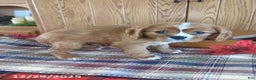 Cavalier King Charles Spaniel dogs for sale: Ranger - Ad 4
