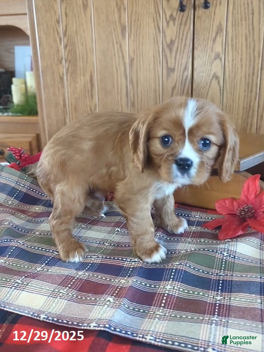 Cavalier King Charles Spaniel dogs for sale: Ranger - Ad 4
