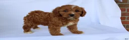 Cavapoo dogs for sale: Sam - Ad 8