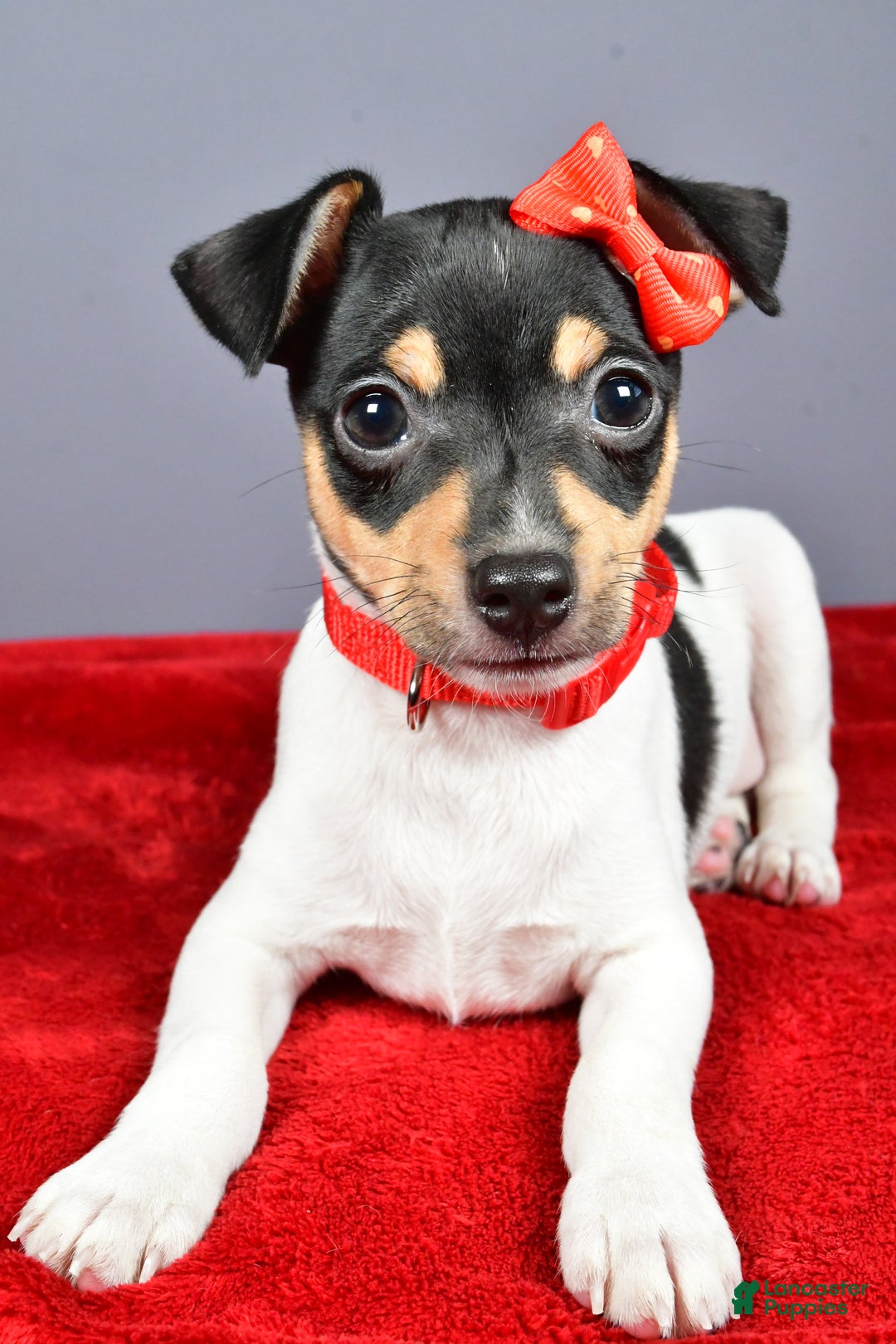 Toy Fox Terrier dogs for sale: Lucky - Ad 4