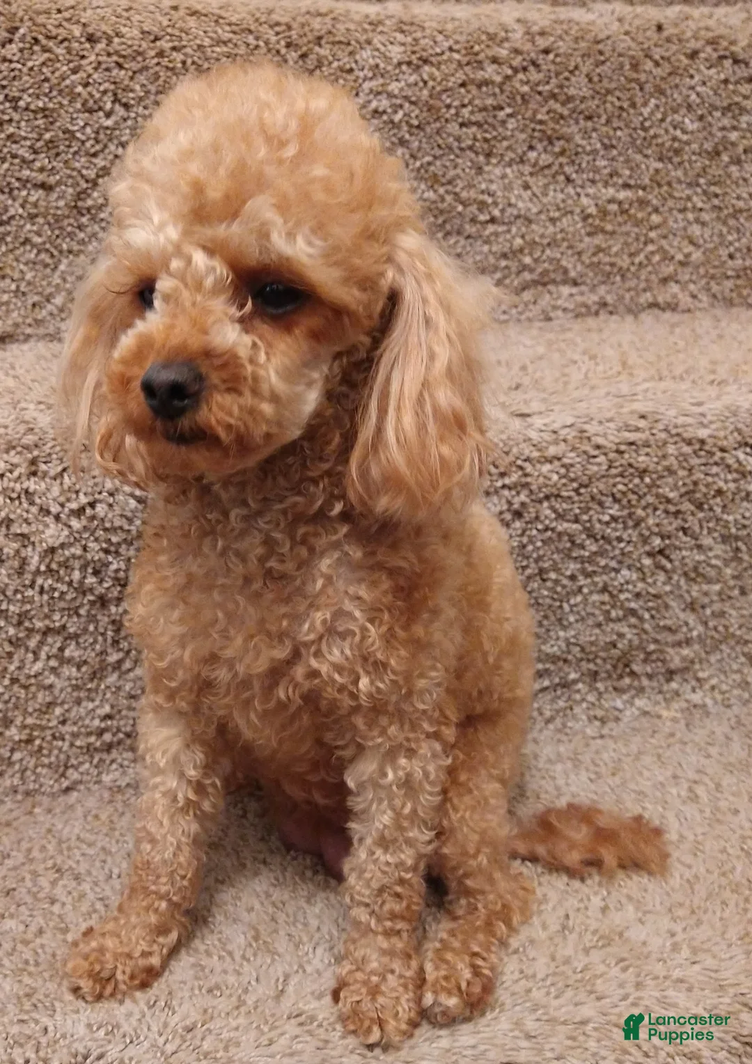 Toy Poodle dogs for sale: Teddy - Ad 5